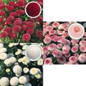 Afbeelding van Bellis grootbloemig P10.5 Aanbieding Divers